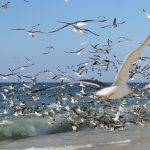 Vikend priča: Spavaj, Fani, spavaj